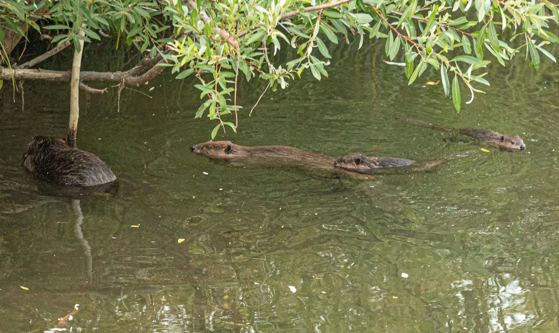 Beaver Lodge Summer 2019